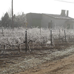 Viñedo Pago de Peñafiel