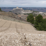 Viñedo Pago de Peñafiel