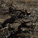 Viñedo Pago de Peñafiel