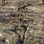 Viñedo Pago de Peñafiel