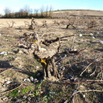 Viñedo Pago de Peñafiel